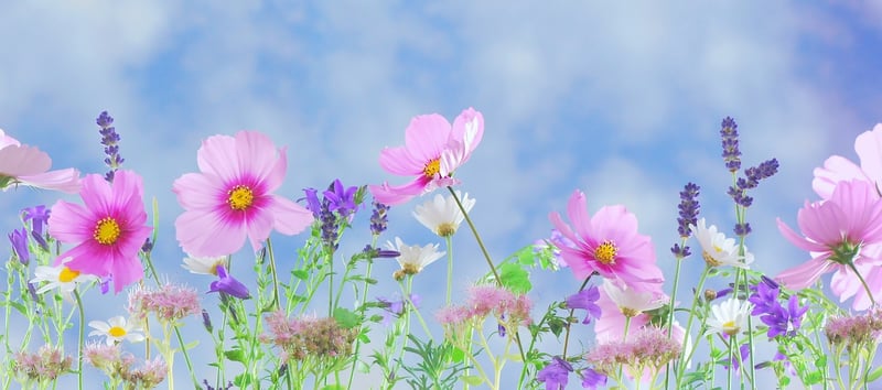 Magic Garden